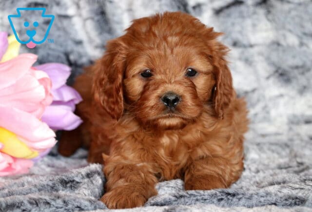 Trix Cavapoo image