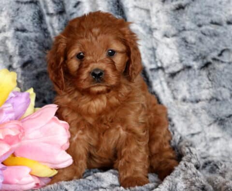 Trix Cavapoo2