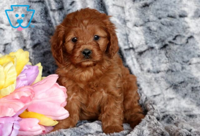 Trix Cavapoo2 image