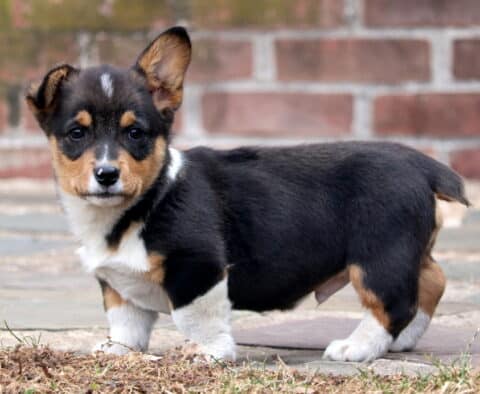 Trump corgi