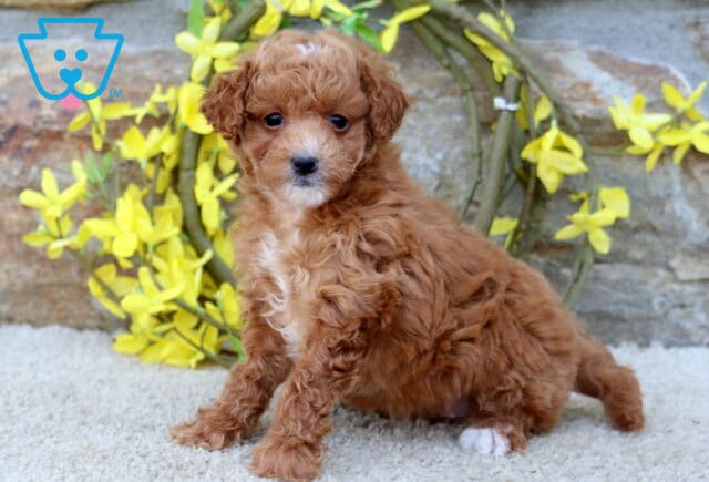 Tweety Poodle Mix image