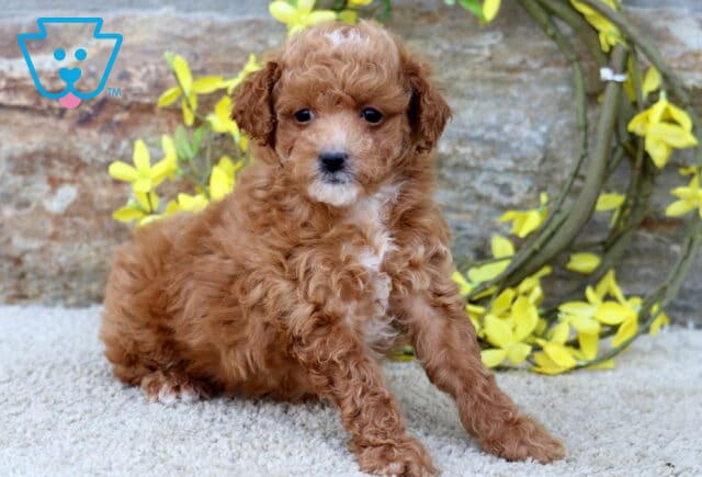 Tweety Poodle Mix2 image