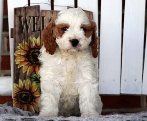 Wally Cavapoo