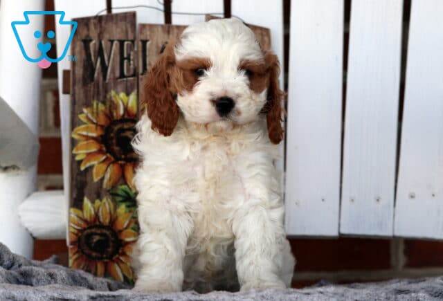 Wally Cavapoo image