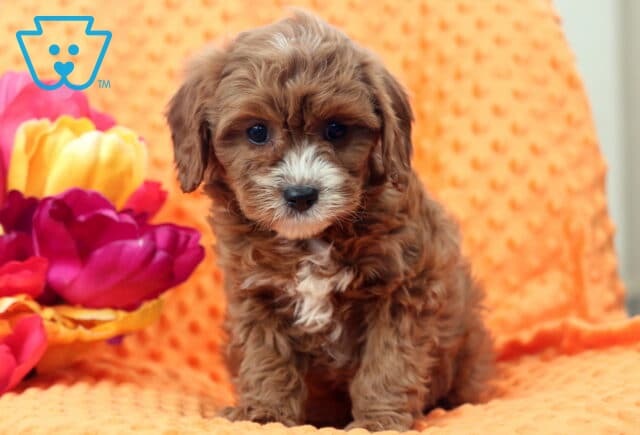 Wally Cavapoo image