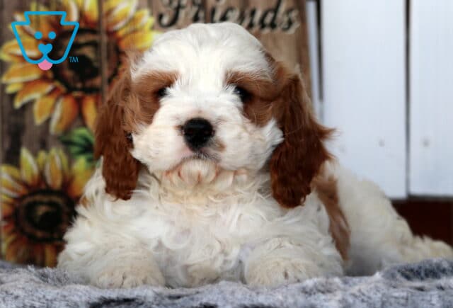 Wally Cavapoo2 image
