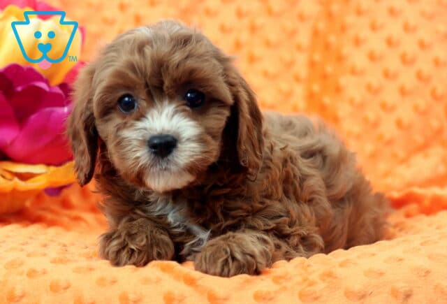 Wally Cavapoo2 image