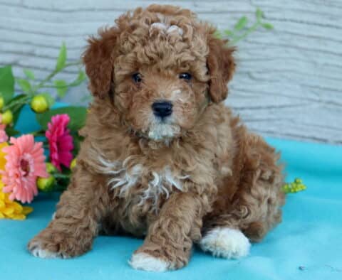 Wesley Mini Poodle