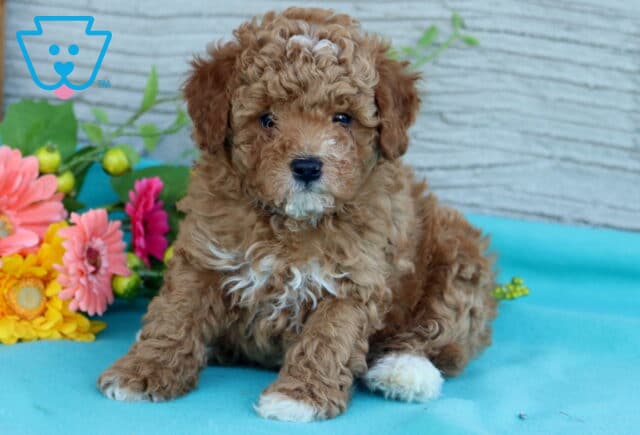Wesley Mini Poodle image