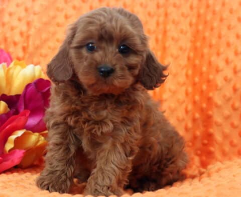 Whisper Cavapoo