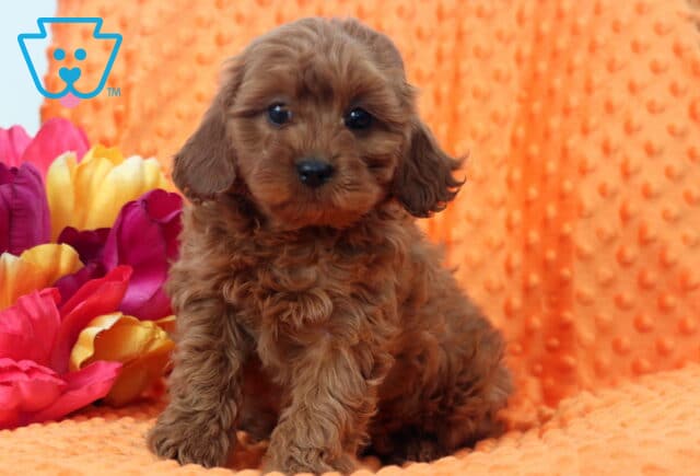 Whisper Cavapoo image