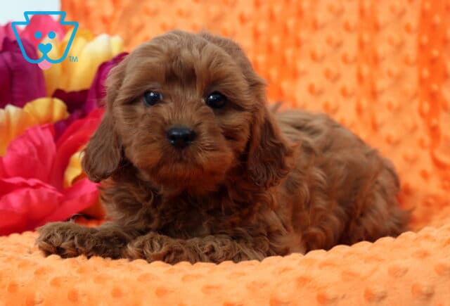 Whisper Cavapoo2 image