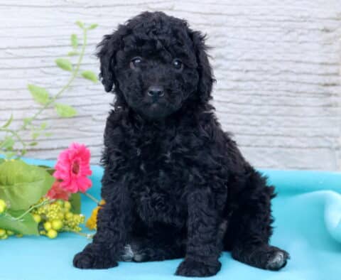 Whisper Mini Poodle