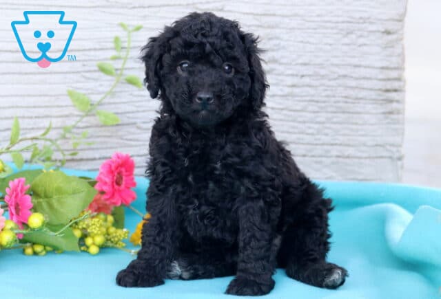 Whisper Mini Poodle image