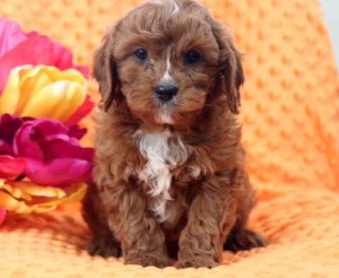 Wilber Cavapoo