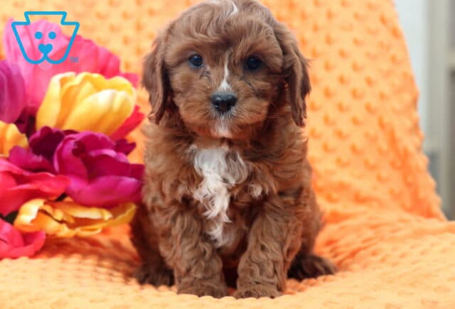 Wilber Cavapoo image