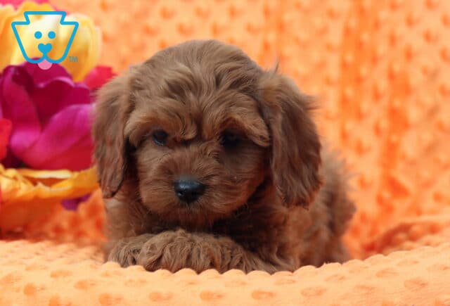 Willow Cavapoo image