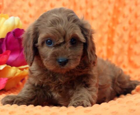 Willow Cavapoo2
