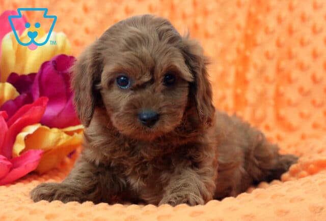 Willow Cavapoo2 image