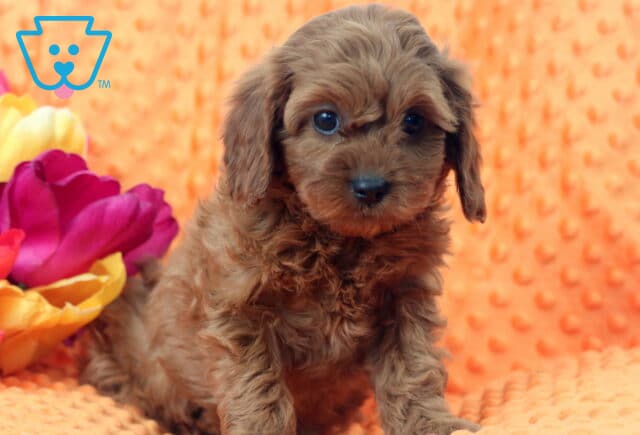 Willow Cavapoo3 image