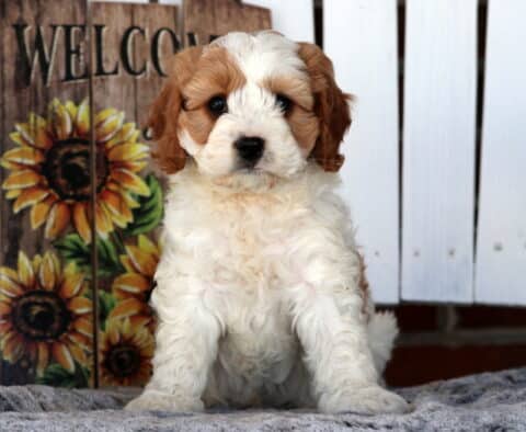 Winston Cavapoo