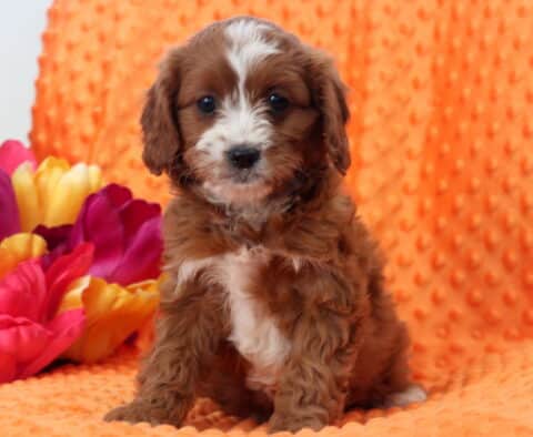 Wish Cavapoo