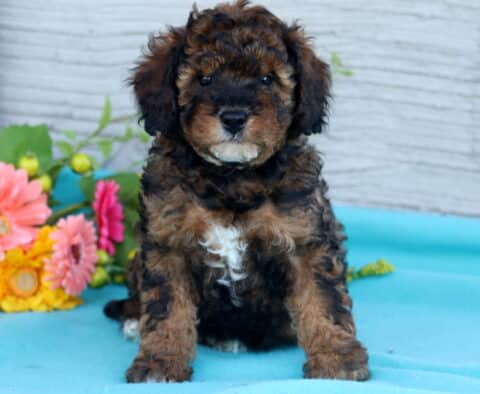 Wishes Mini Poodle