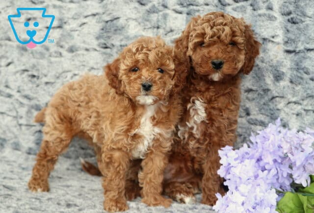 Z Cavapoo Group image