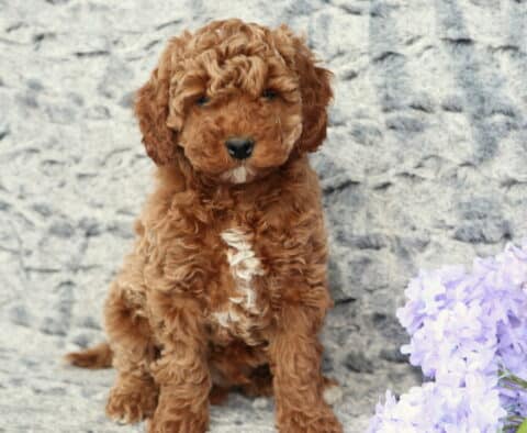 Ziggy Cavapoo