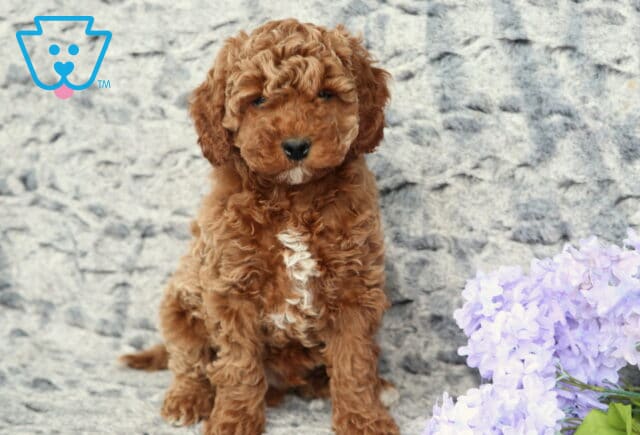 Ziggy Cavapoo image