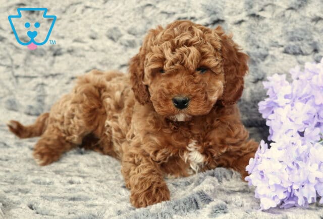 Ziggy Cavapoo2 image