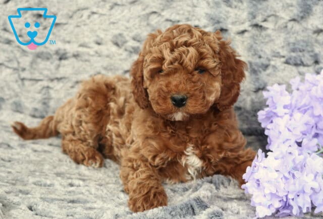 Ziggy Cavapoo3 image