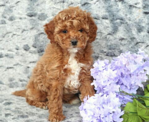 Zipper Cavapoo