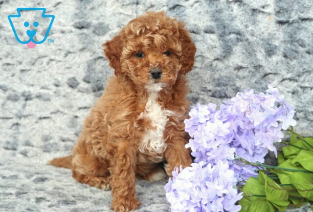 Zipper Cavapoo image
