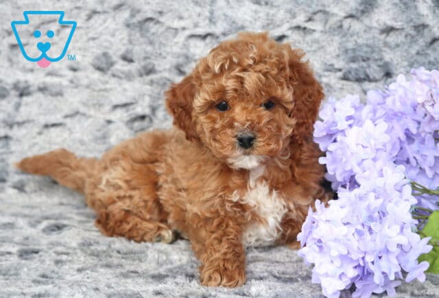 Zipper Cavapoo2 image
