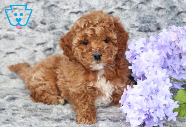 Zipper Cavapoo3 image