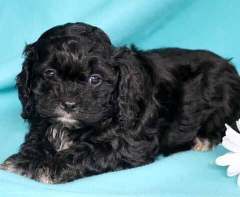 luka Cavapoo