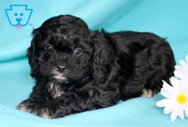 luka Cavapoo image