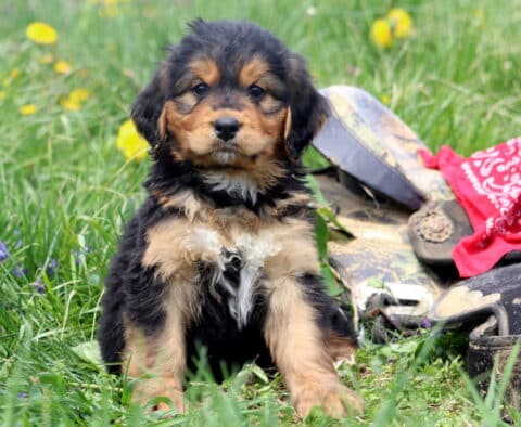 Aj Bernedoodle