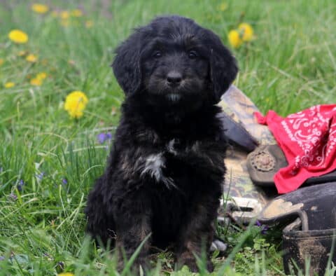 Ariel Bernedoodle