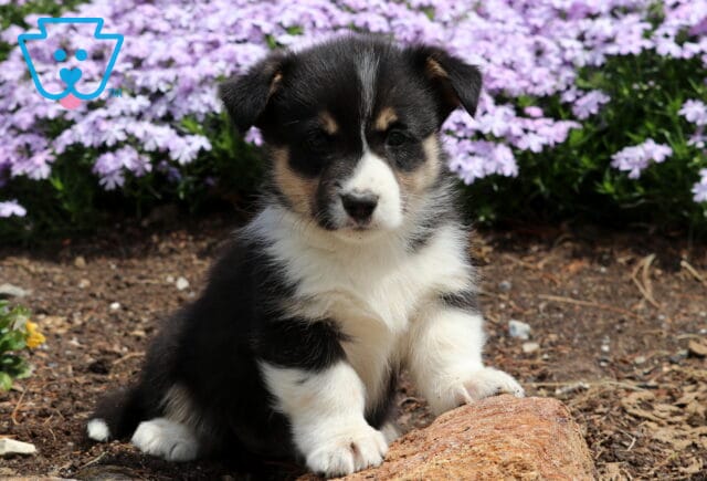 Baby Corgi2 image