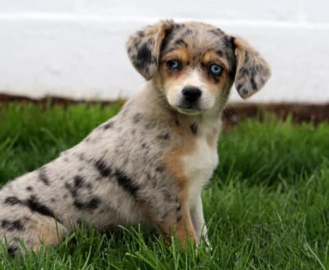Bambi Aussie Mix