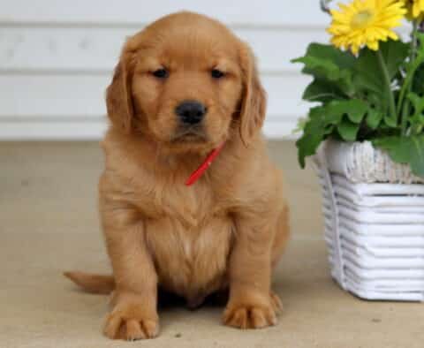 Barker Golden
