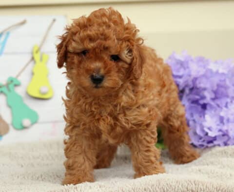 Bell Mini Poodle3