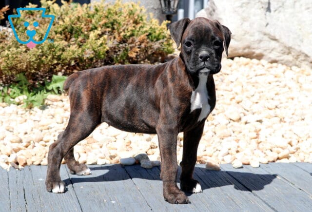 Bella Boxer image