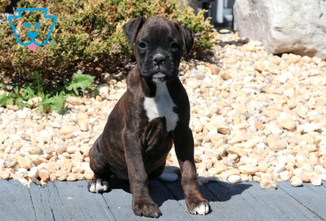 Bella Boxer2 image