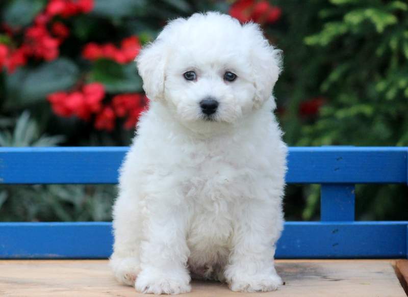 Bichon Puppy