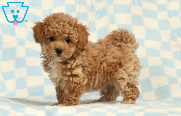 Bichpoo Puppy