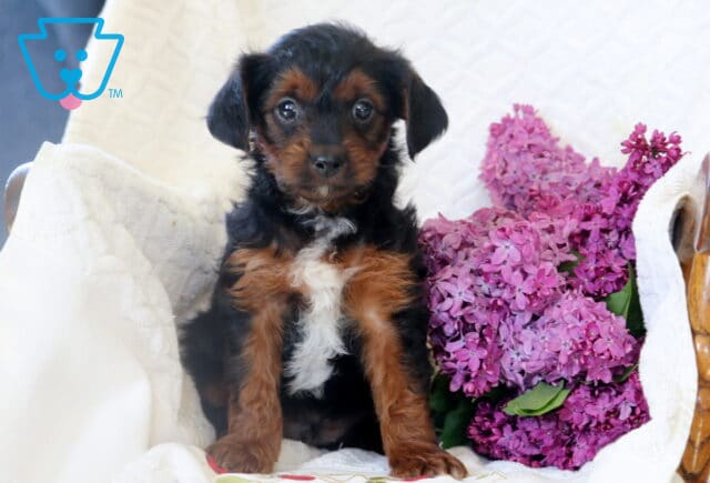 Tiny Yorkiepoo puppy with a shiny black and tan coat and a white chest patch sitting upright next to a bouquet of lilacs on a white cushioned chair. image