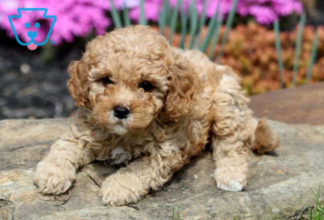 Biscuit Cavapoo2 image